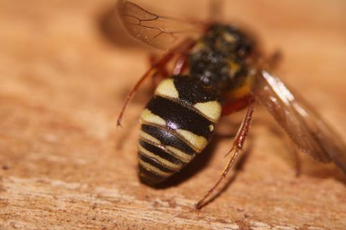 Réf. 262 405 : Brachystegus scalaris